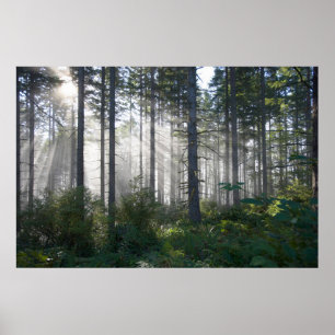 Poster Luz solar que quebra através de uma floresta