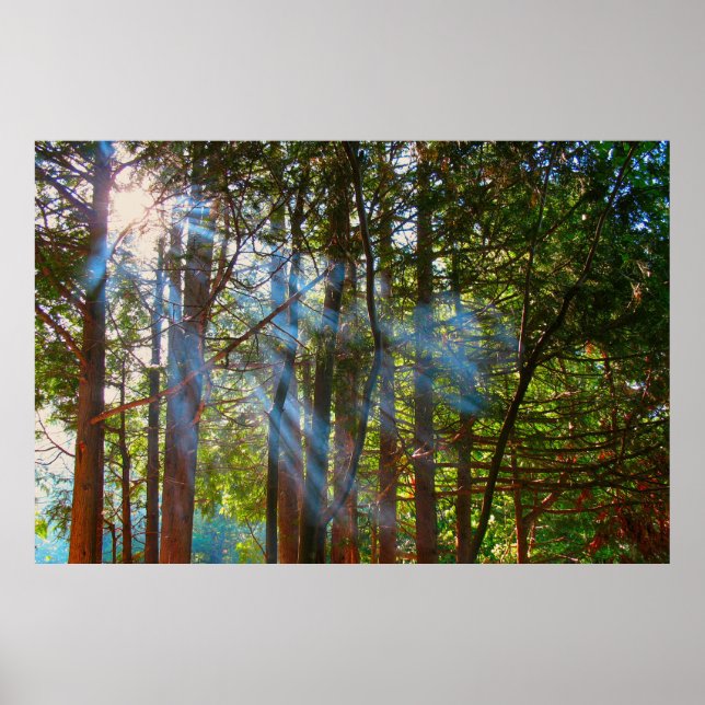 Poster Luz Solar Rompendo as Pinhas (Frente)