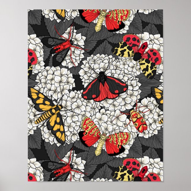 Poster Luzes sobre hidrangea branca (Frente)