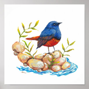 Poster Luzon Water Redstart Endemic Bird Filipinas