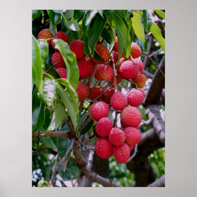 Poster Lychee Fruta (Frente)