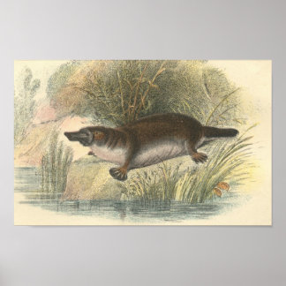 Póster Lydekker - Portfolio de Platypus