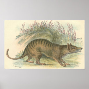 Poster Lydekker - Thylacine - carteira tasmaniana do