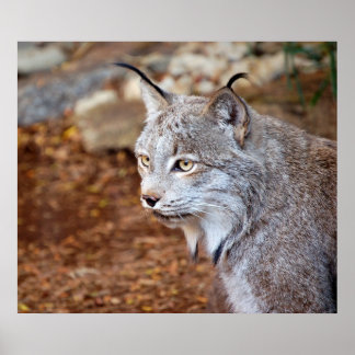 Póster Lynx canadense