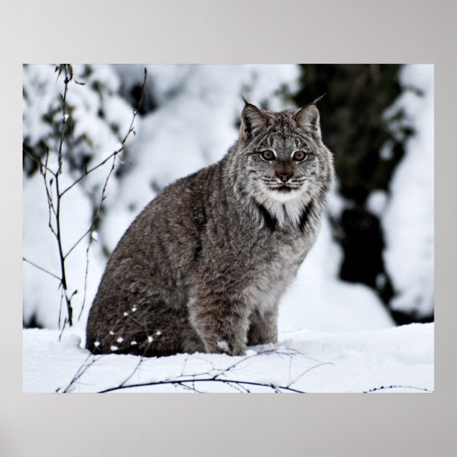 Póster Lynx canadense na neve (Frente)