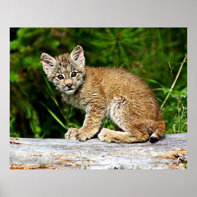 Póster Lynx Kitten canadense (Frente)