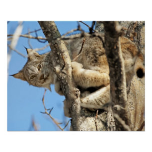 Póster Lynx Malicioso