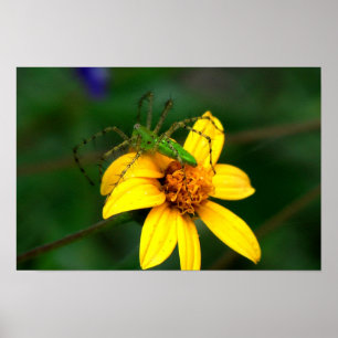 Póster Lynx Spider Verde