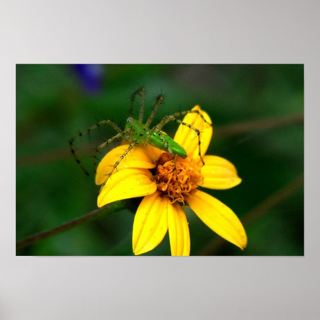 Póster Lynx Spider Verde (Frente)