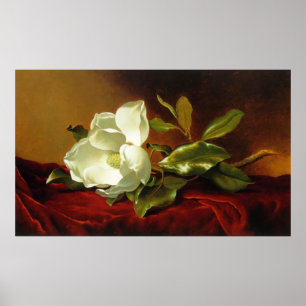 Poster M J Heade  A Magnolia in Red Velvet
