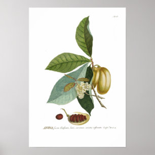 Póster Maçã de creme