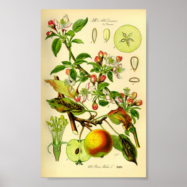 Poster Maçã (Pyrus malus) (Frente)