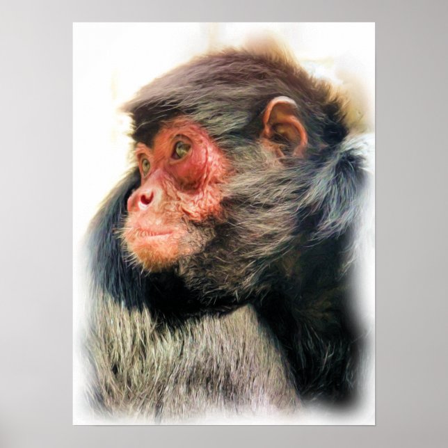 POSTER MACACA DE ARANHA (Frente)