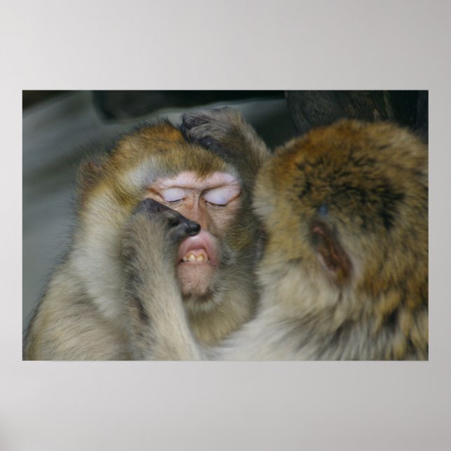 Poster Macaca sylvanus (Frente)