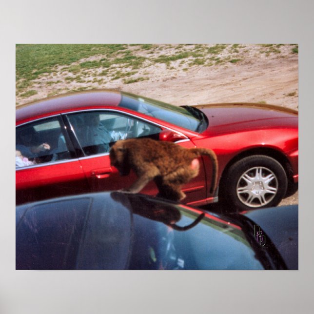 Poster Macaco (Frente)