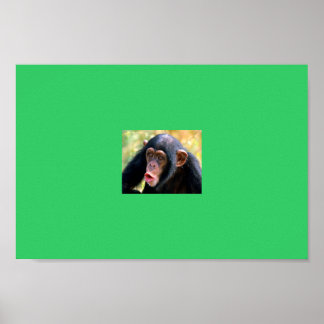 Póster macaco
