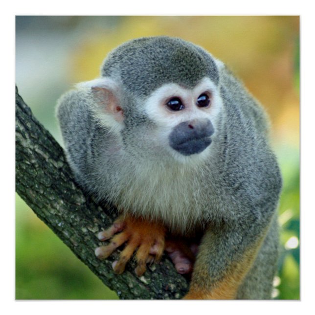 Póster Macaco 004 (Frente)