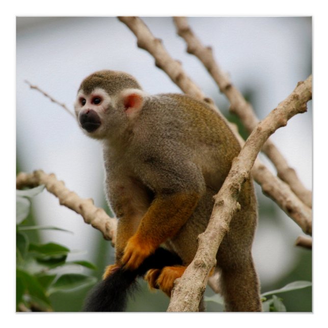 Póster Macaco_2014_1201 (Frente)