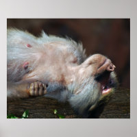 Macaco apenas relaxa