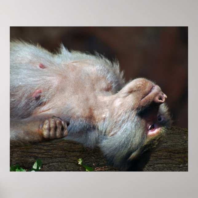 Poster Macaco apenas relaxa (Frente)