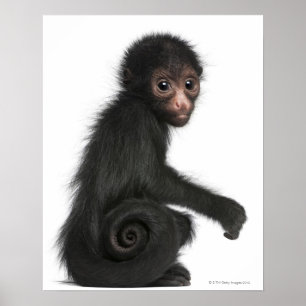 Poster Macaco-aranha-de-cara-vermelha - Ateles paniscus (