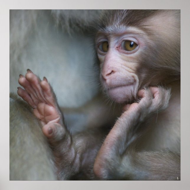 Poster Macaco-Bebê (Frente)