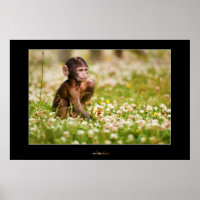 Macaco-Bebê