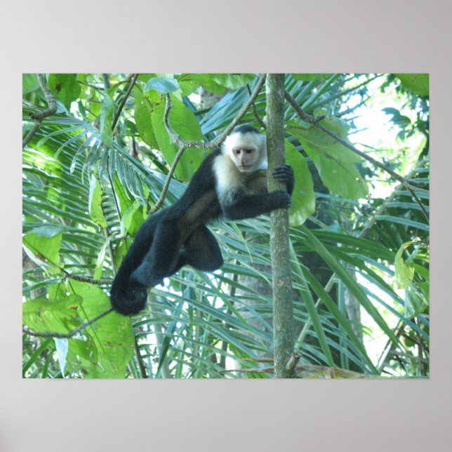 Póster Macaco Capuchin (Frente)