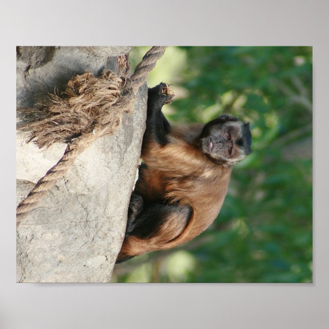 Póster Macaco Capuchin, Cute Mas Cranky (Frente)