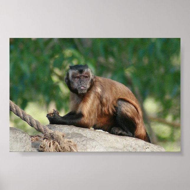 Póster Macaco Capuchin, Cute Mas Cranky (Frente)