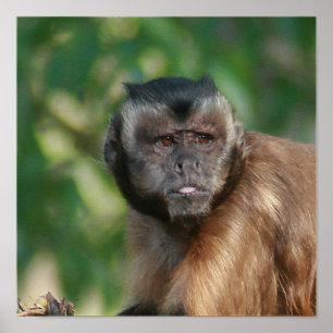 Póster Macaco Capuchin, Cute Mas Cranky