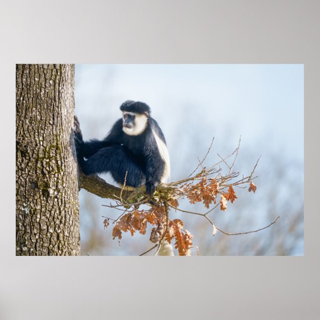 Poster Macaco Colobus na Canopia (Frente)