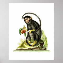 Poster Macaco Com Fruta
