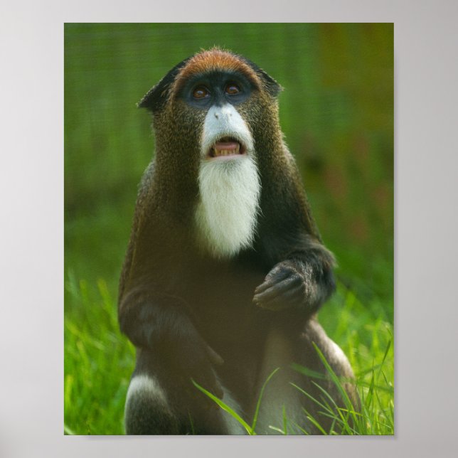 Poster Macaco de Brazza (Frente)