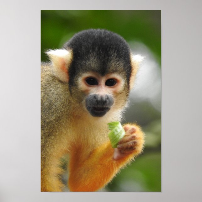 Poster Macaco de Esquilo (Frente)