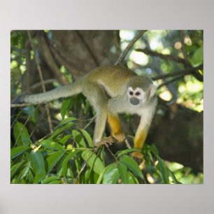 Poster Macaco de esquilo comum, (sciureus do Saimiri),