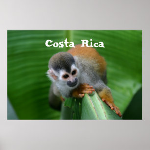 Póster Macaco de esquilo Costa Rica