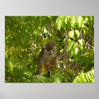 Poster Macaco de Esquilo de Bebê
