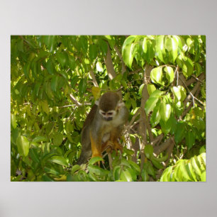 Poster Macaco de esquilo do bebê