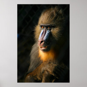 Póster Macaco de Mandrill