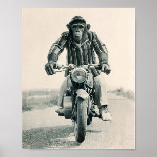 Poster Macaco de motocicleta, Appe em motocicleta, Vintag
