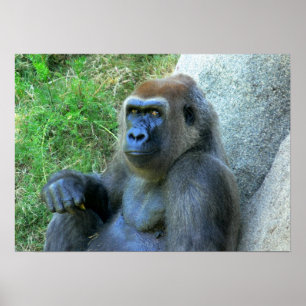 Póster Macaco de sorriso