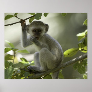 Póster Macaco de Vervet, Zimbabwe