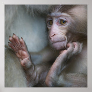 Poster Macaco do bebê