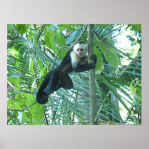 Póster Macaco do Capuchin