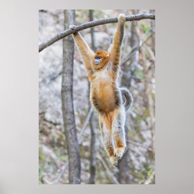 Poster Macaco Dourado de Nariz Arrebitado Balançando no G (Frente)