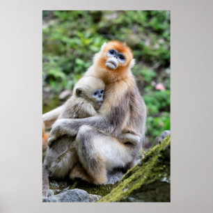 Poster Macaco-Dourado-de-Nariz-Arrebitado com Bebê