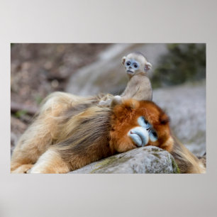 Poster Macaco Dourado de Nariz Arrebitado Pai com Bebê