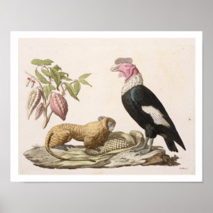 Póster Macaco e condor de leão, nativos ao Chile ou a