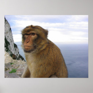 Poster Macaco em Gibraltar